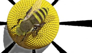 ScreenGrab pszczola v1